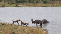 Buck Fighting Wild Dogs & Hippos Gets Caught by Crocodile