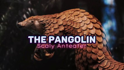 The Pangolin: The Fascinating History of this Endangered Animalp