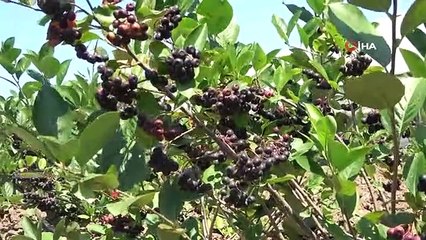 Geleceğin gözde ürünü: Aronya