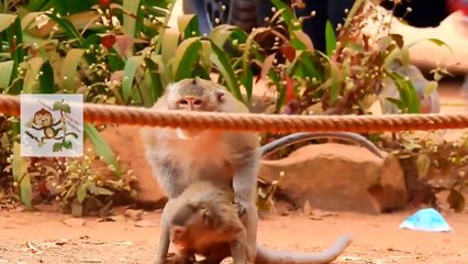 Super Mating fighting to request mating.Monkey Mating