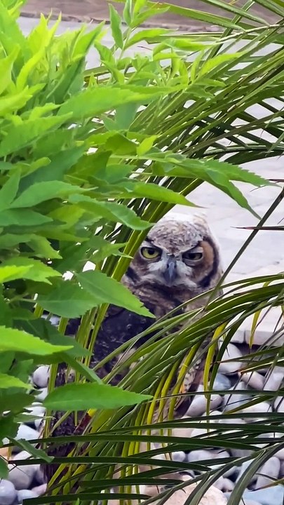 Owl Neighborhood Watch