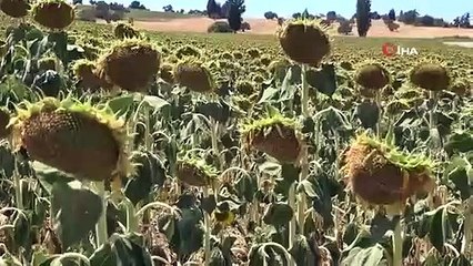 Les températures extrêmes à Çanakkale devraient réduire le rendement du tournesol de 60 %.