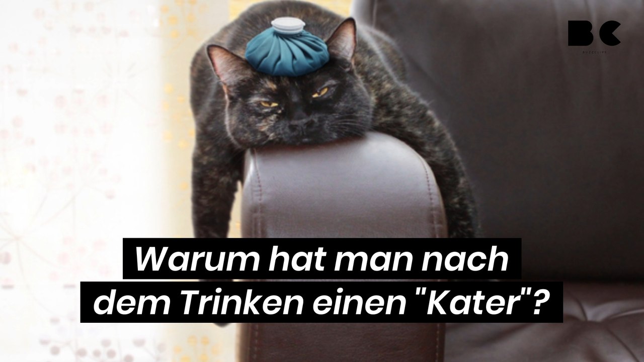 Warum hat man nach dem Trinken einen 'Kater'?