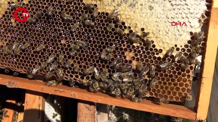 ARAŞTIRMA ENSTİTÜSÜ, TOROSLARIN ETEKLERİNDE 2,5 TON BAL ÜRETTİ