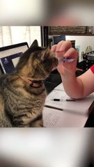Funiest Cats Are Doing Their Jobs !!!!
