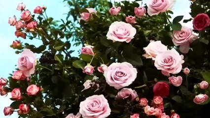 BLACKPINK — Without You - G-Dragon ft. Rosé | Blackpink Music Video Collection
