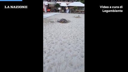 La tartaruga caretta caretta sulla spiaggia di Fetovaia all'Isola d'Elba