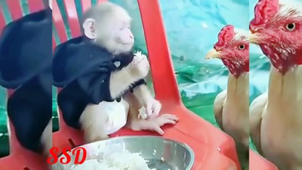 The bird gives light