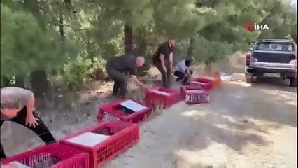 KINALI KEKLİKLER YANGIN BÖLGELERİNE SALINDI