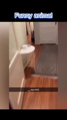 Funny Cats And Dogs Videos  Funniest Animals - Videos of Funny Animals 1