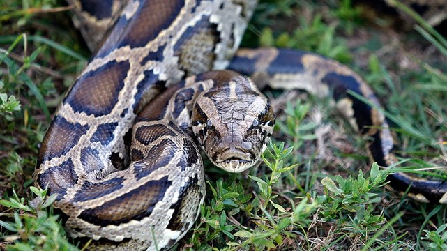 ‘Python huntress’ and husband arrive in Florida to hunt snakes as annual challenge begins