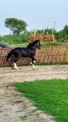 Beautiful Horses  Gift For Horse Lovers
