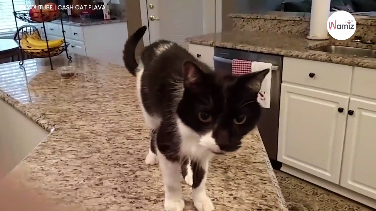 Wie diese Katze gleich miaut, haut 37 Millionen Menschen sofort vom Hocker! (Video)