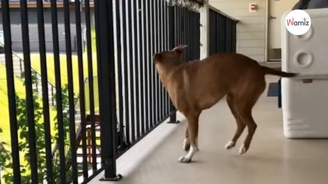 Hündin sieht zum ersten Mal den Garten: Ihre Reaktion begeistert 16 Millionen (Video)