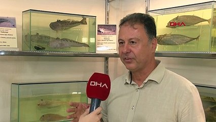 Avertissement de poisson toxique à Izmir : Ceux qui entrent dans la mer, méfiez-vous !