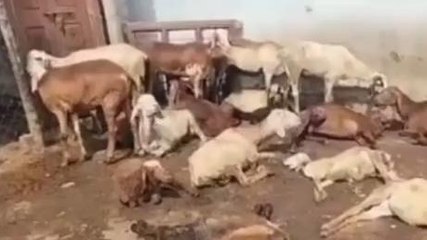 మంచిర్యాల: కుక్కల దాడిలో గొర్రెలు మృతి