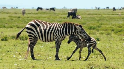 HUNTER BECOMES THE HUNTED _ Mother Zebra Save Her Newborn From Lion _ Giraffe vs Lion