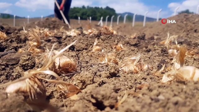 Le safran, l'épice la plus chère du monde, a rencontré le sol： 250 000 TL le kilo