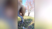 Fox Steals iPhone During Yoga Session | Wild-ish TV