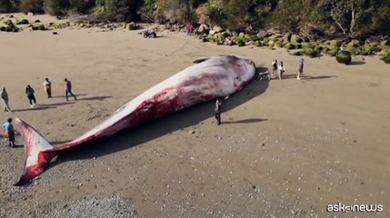 Un'enorme balenottera azzurra spiaggiata in Cile