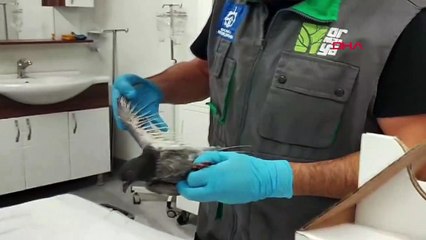 10 PIGEONS BLESSÉS DANS L'EXPLOSION DANS LES SILOS TMO ONT ÉTÉ SOIGNÉS