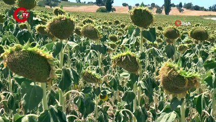 Ayçiçeğinde kriz kapıda: Aşırı sıcaklar rekolteyi düşürecek