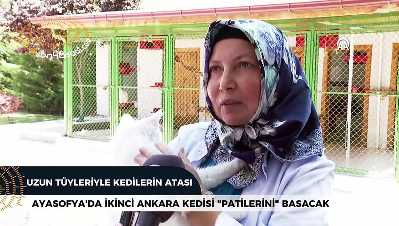 Ayasofya'ya ikinci Ankara kedisi "patilerini" basacak