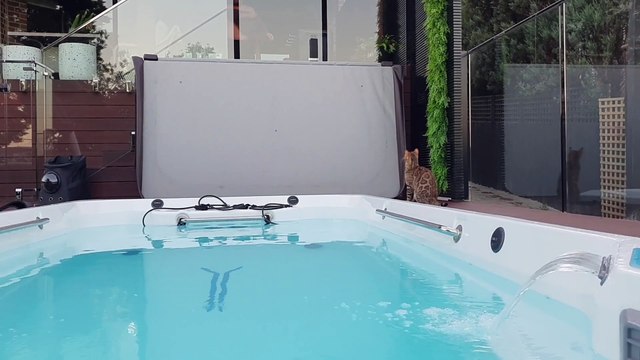 Bengal Cat Splashes In Water Feature