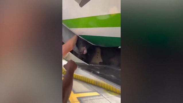 Watch: Escaped bear emerges from Iraqi Airways plane hold
