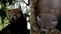 Birth of red panda cub at Flamingo Land ‘hugely important’ for conservation of threatened species