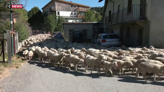 Haut-Vernet : la fête de la transhumance maintenue malgré la disparition d’Émile