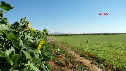 La profondeur des puits d'eau augmente dans les terres agricoles de la plaine de Konya