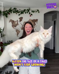 Is This the BIGGEST Cat You’ve Ever Seen?