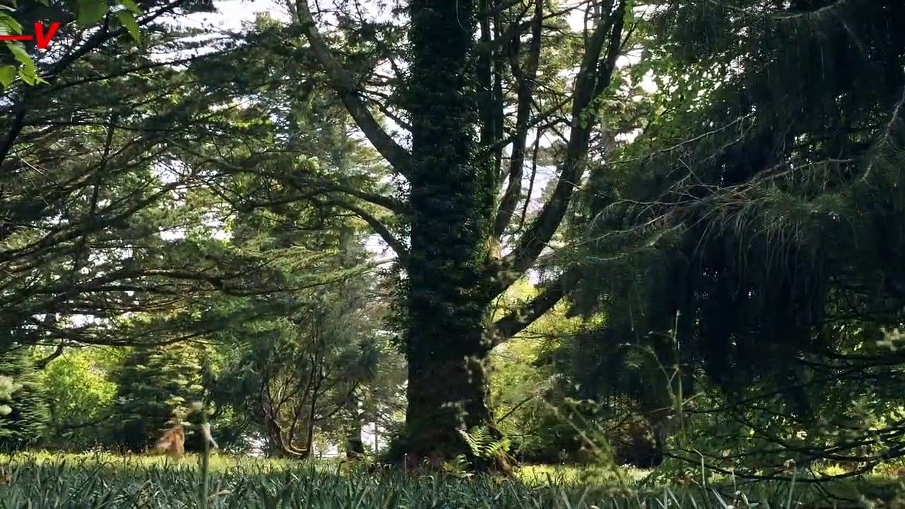 Some Parts of the World Are Losing Forests, While Others Are Seeing Them Growing Larger