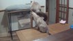 'This is so funny'!' - Chubby cat tries to jump but fails hard *Hilarious Cat Antics*