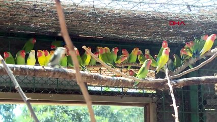 Les animaux sont refroidis dans le parc naturel de la municipalité métropolitaine d'Antalya