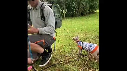 Explorer cat jumps into travel backpack (2)