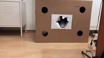 Just two cats wrestling inside a cardboard box