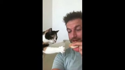 Watch this kitten beg for some scraps in the cutest possible way (2)