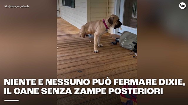 Niente e nessuno può fermare Dixie, il cane senza zampe posteriori