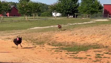 Les dindes courent pour la pastèque