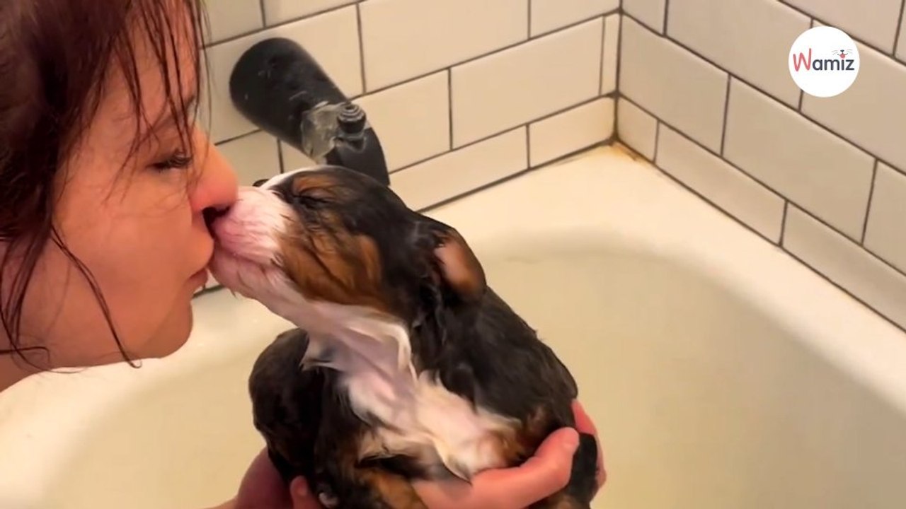 Bernedoodle-Welpe will Bussis: Video ist herzerwärmend!