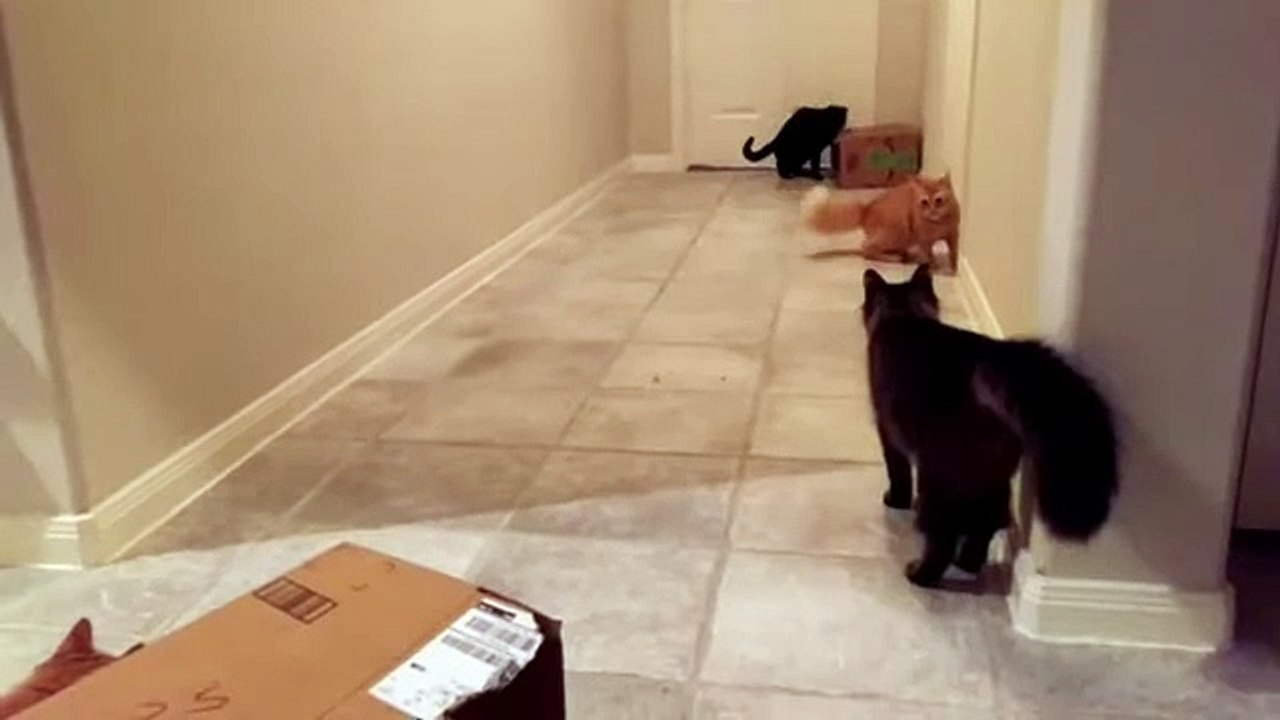 Kung fu feline fighters show off their epic moves (2)