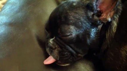 Puppy waves tongue while sleeping