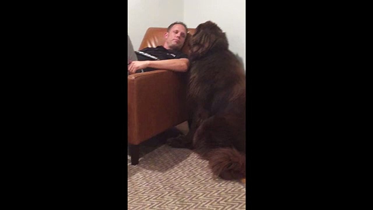 Giant Newfoundland demands attention from owner