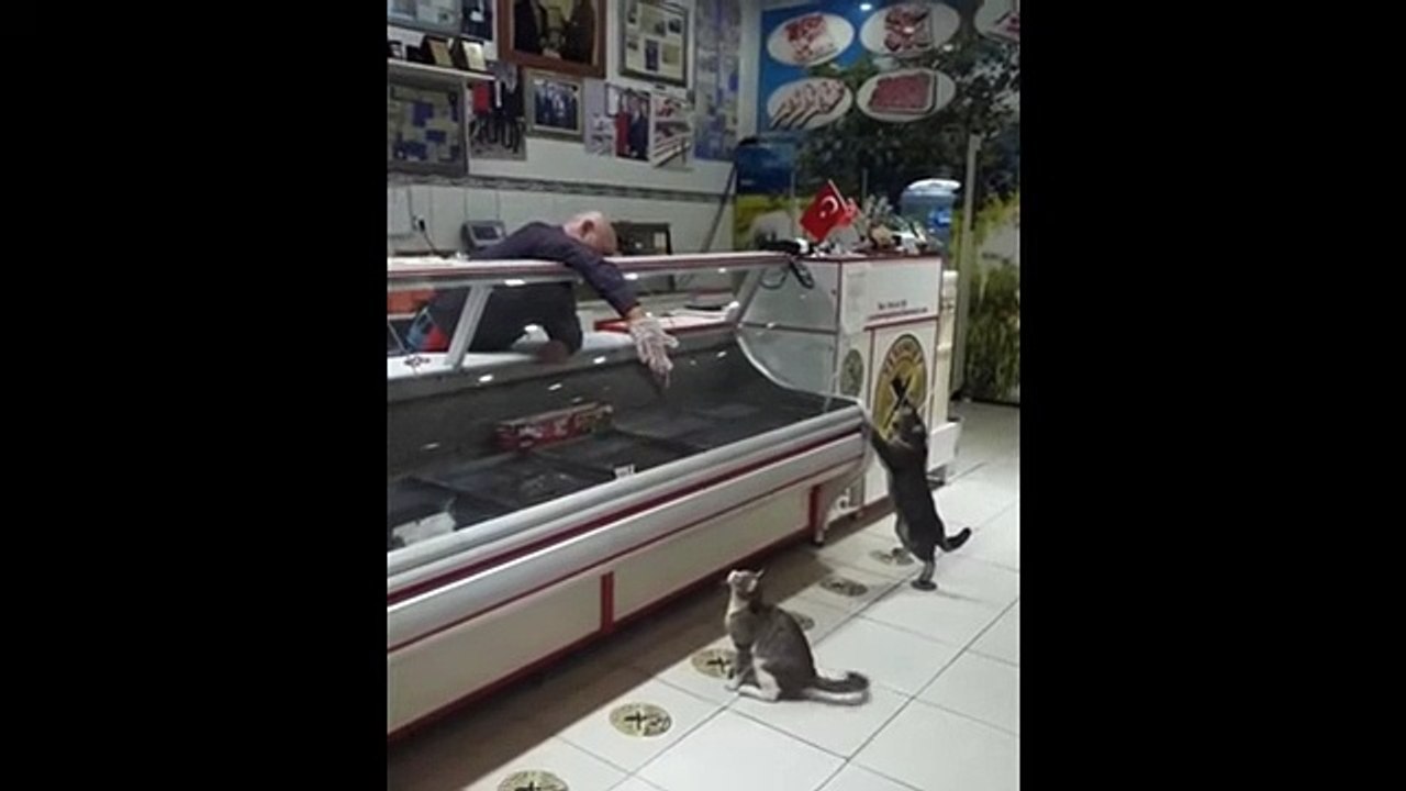 Hungry kitten gets an awesome treat from the butcher