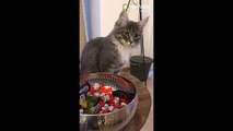 Curious kitten steals from a bowl of candy