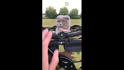 Watch this cat repeatedly give out high-fives