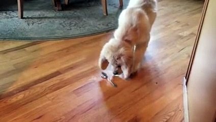 Golden Retriever puppy doesn't trust spoon