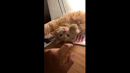 Watch this kitty cat playtime if you want to brighten your day